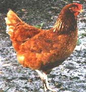RhodeIslandRed